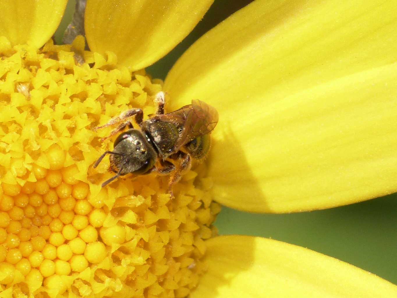 Ceratina cucurbitina? No. Halictus cfr gemmeus